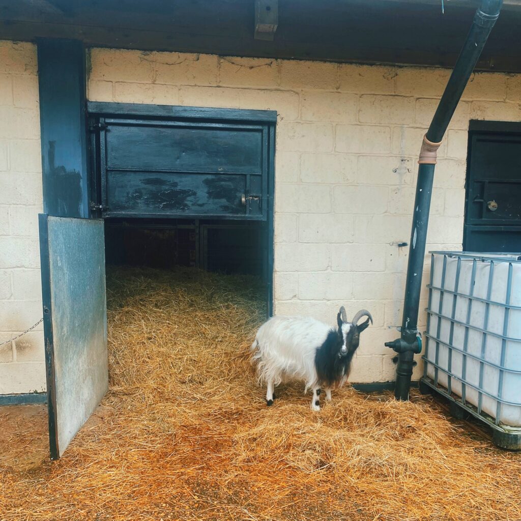 A goat standing in hay at Freightliners Farm in Islington, London