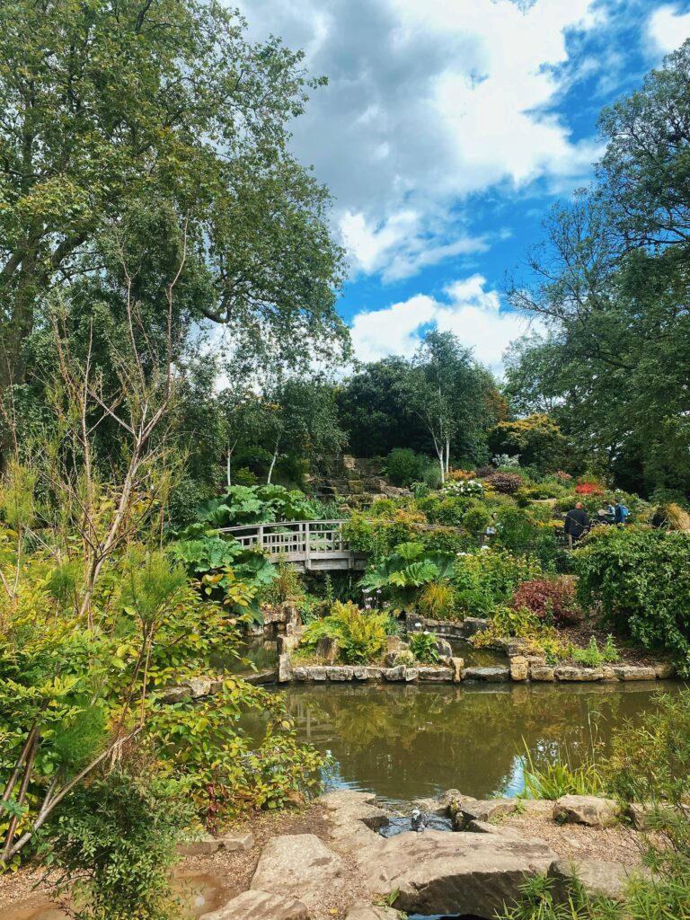 View of the bridge and waterfall from the Japanese Garden Island in Regent's Park, London