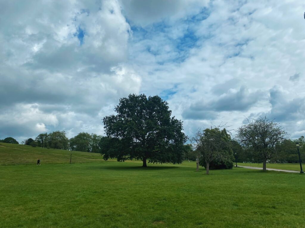 A large tree in the middle of Primrose Hill in London